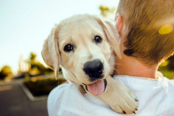 Corso Cani 2024